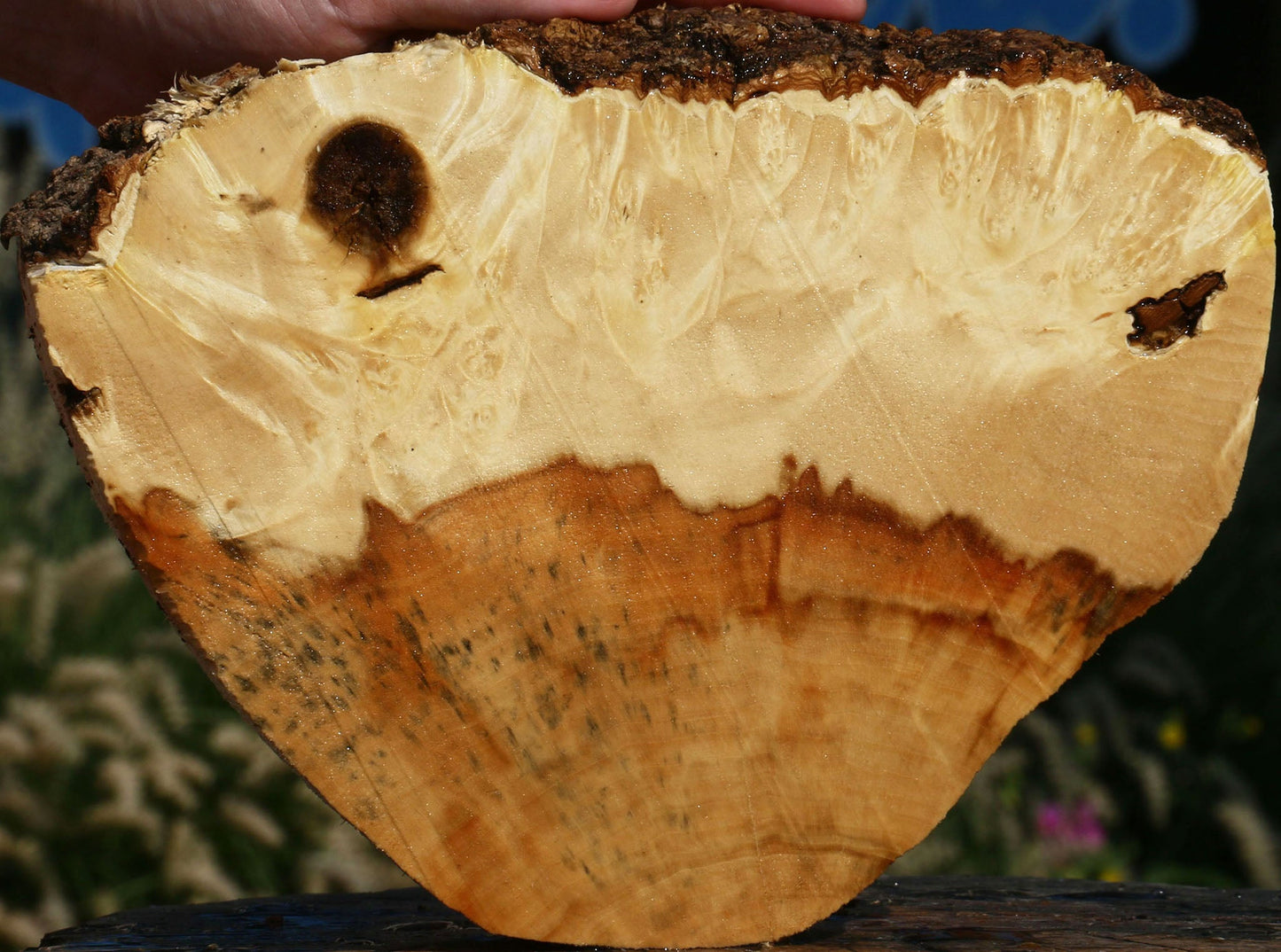 Box Elder Burl Cookie