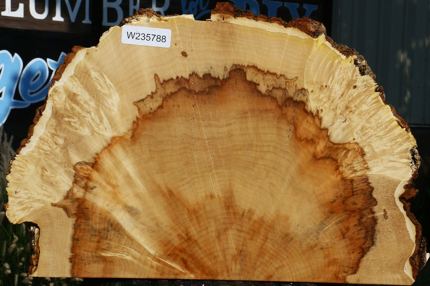 Extra Fancy Box Elder Slice