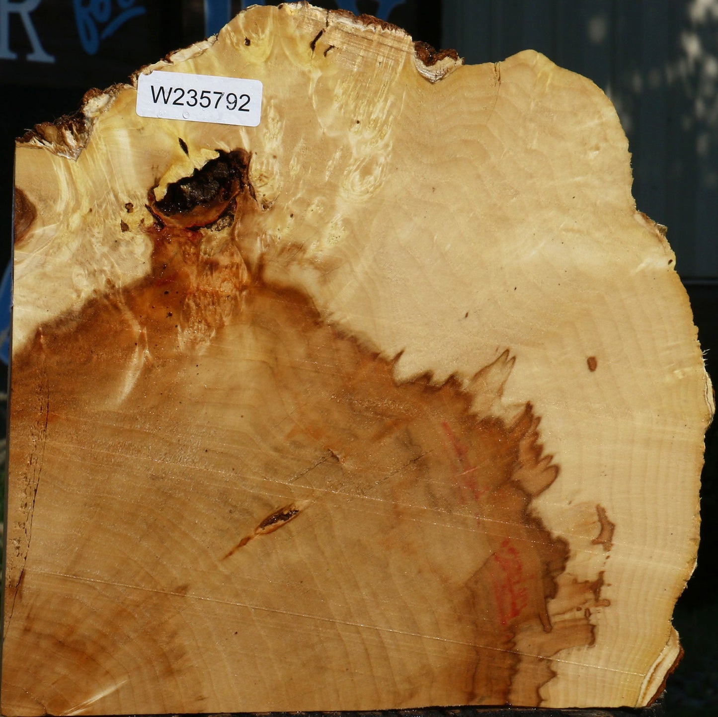 Extra Fancy Box Elder Slice