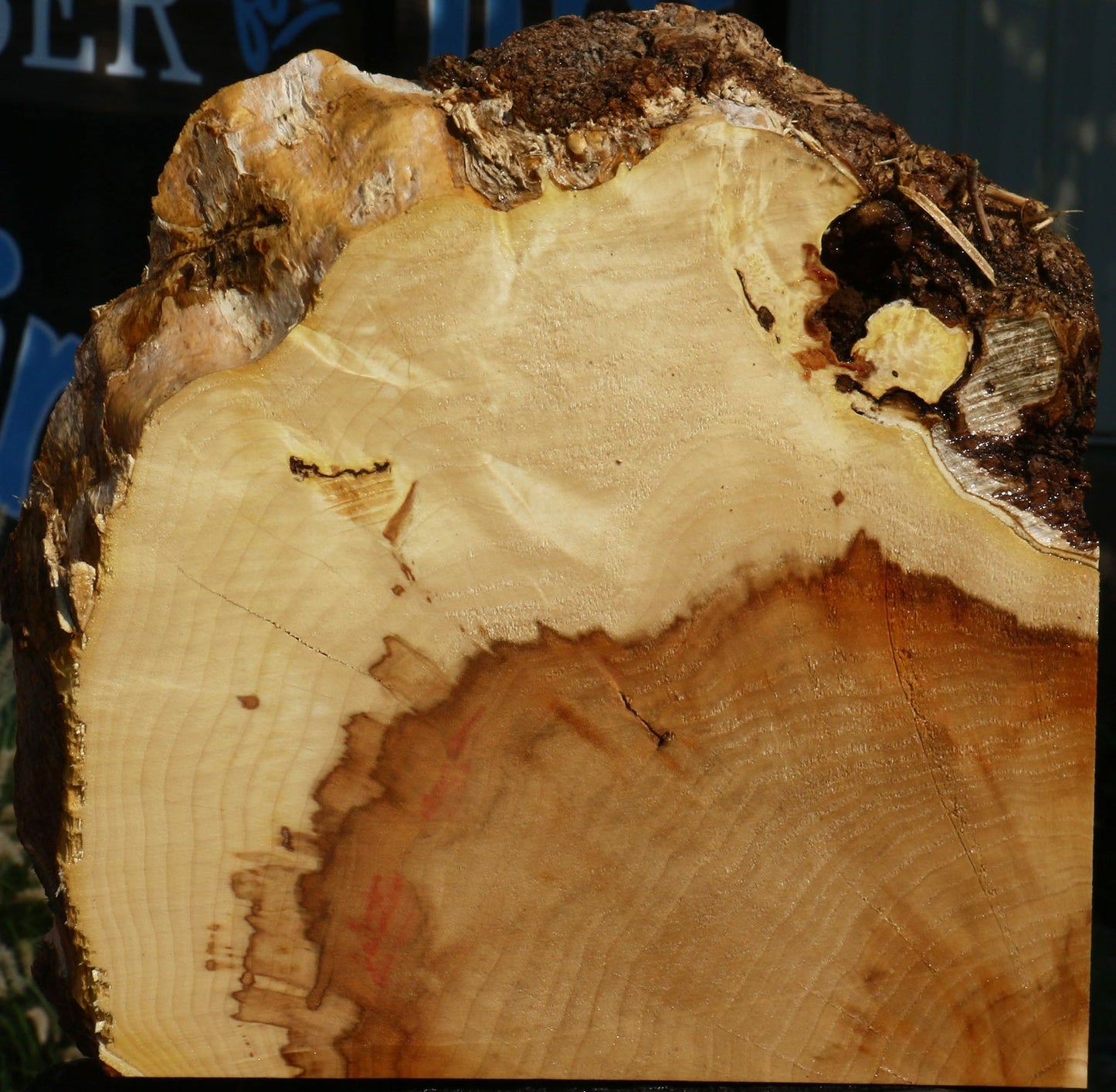 Extra Fancy Box Elder Slice