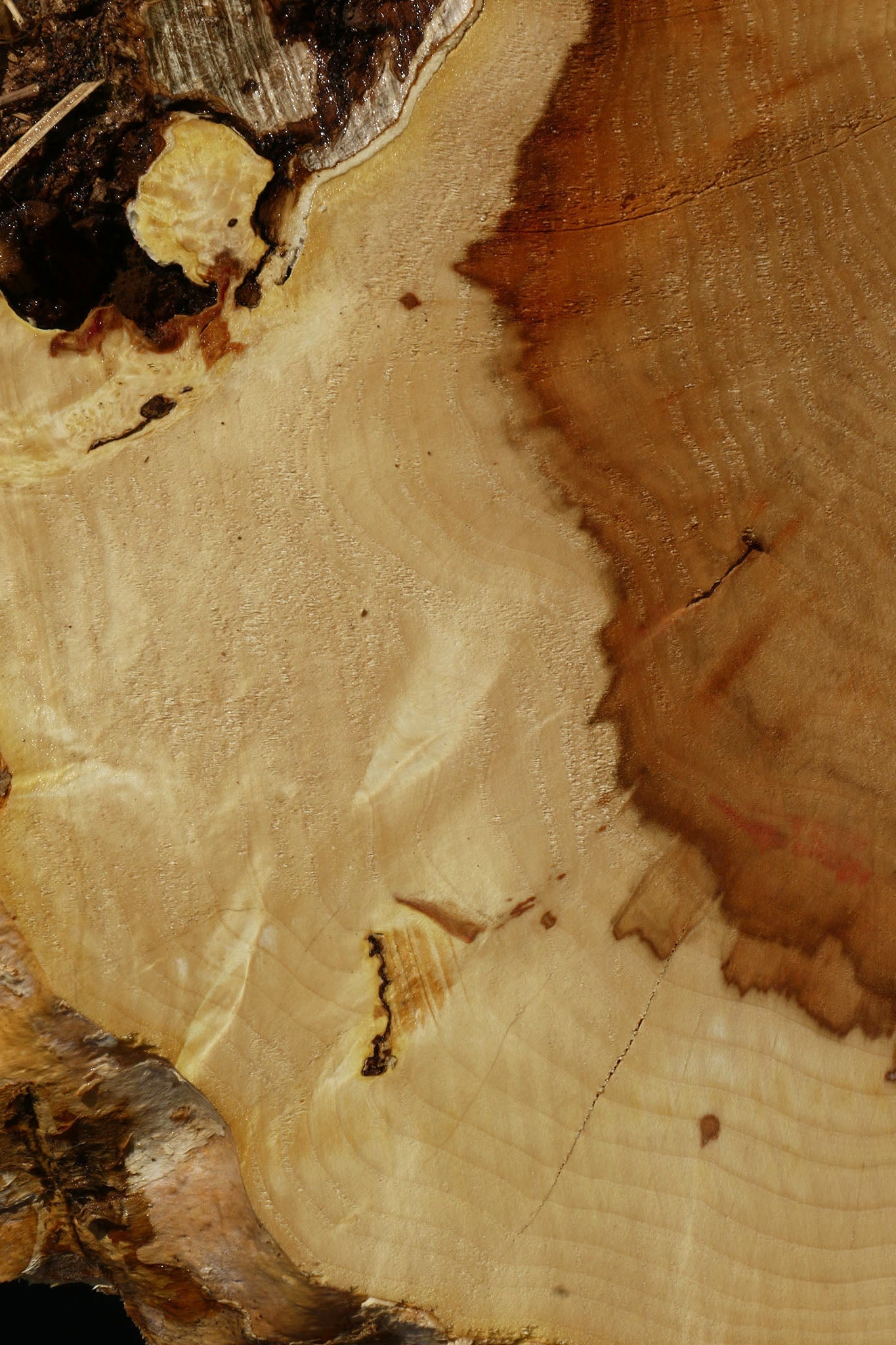 Extra Fancy Box Elder Slice