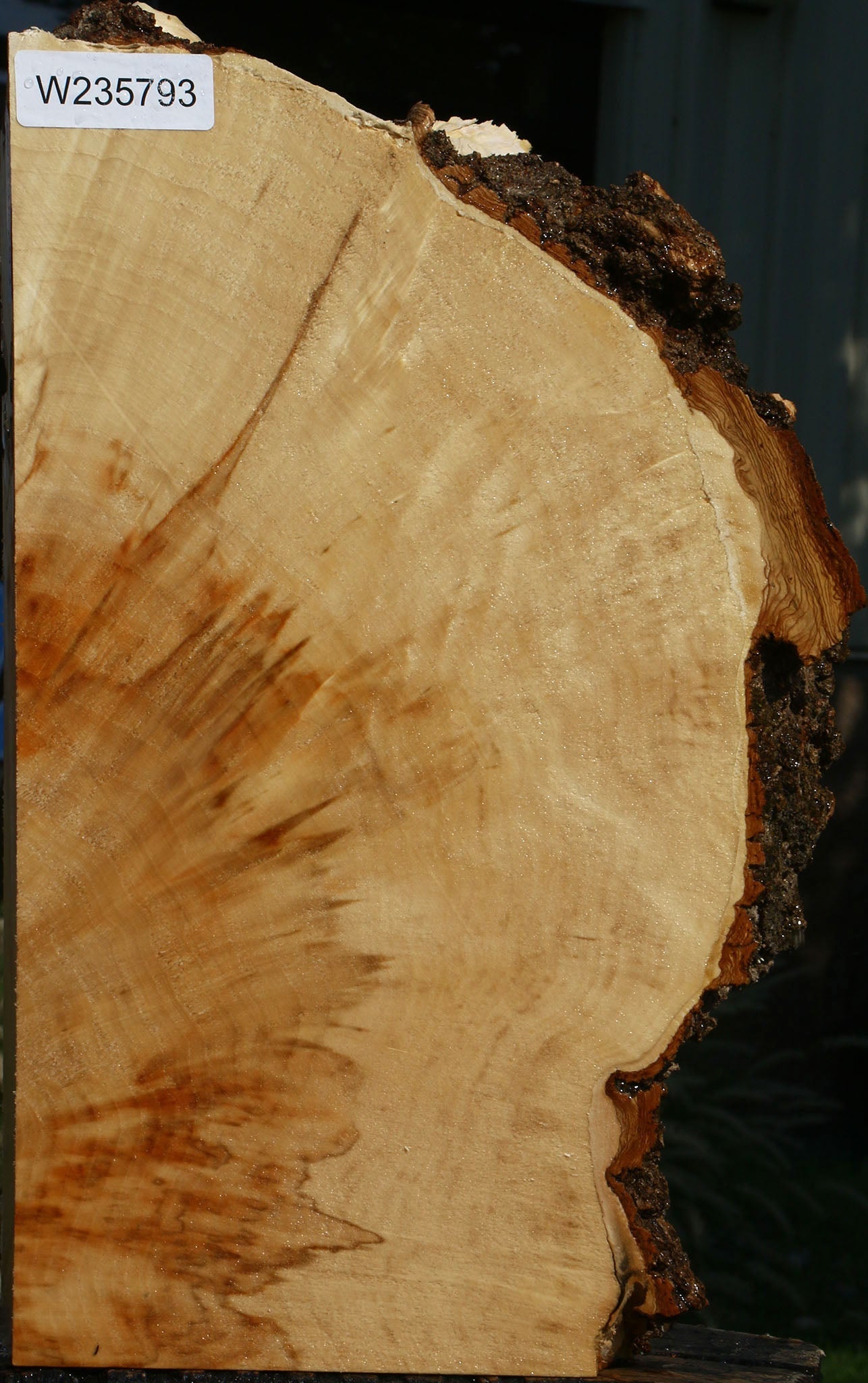 Extra Fancy Box Elder Slice