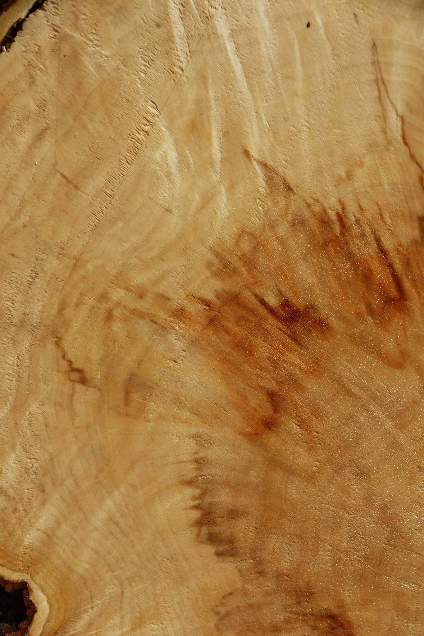 Extra Fancy Box Elder Slice