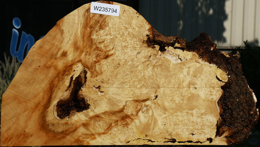 Box Elder Burl Slice