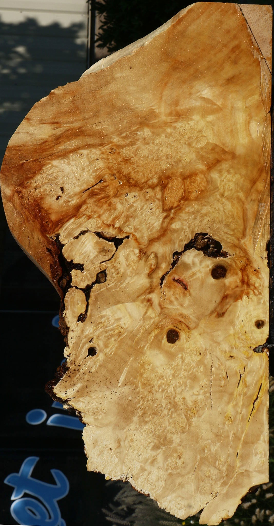 Box Elder Burl Slice