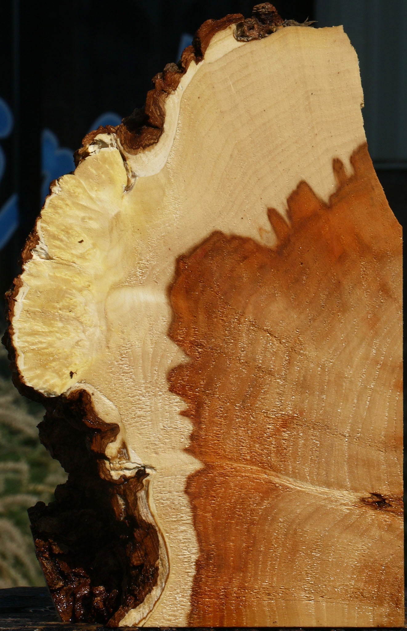 Figured Box Elder Slice