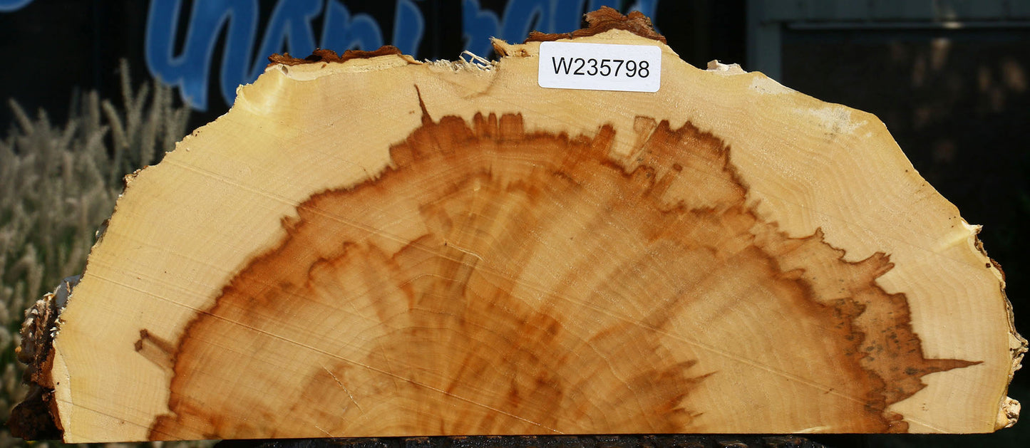 Extra Fancy Box Elder Slice