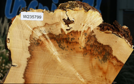 Extra Fancy Box Elder Slice