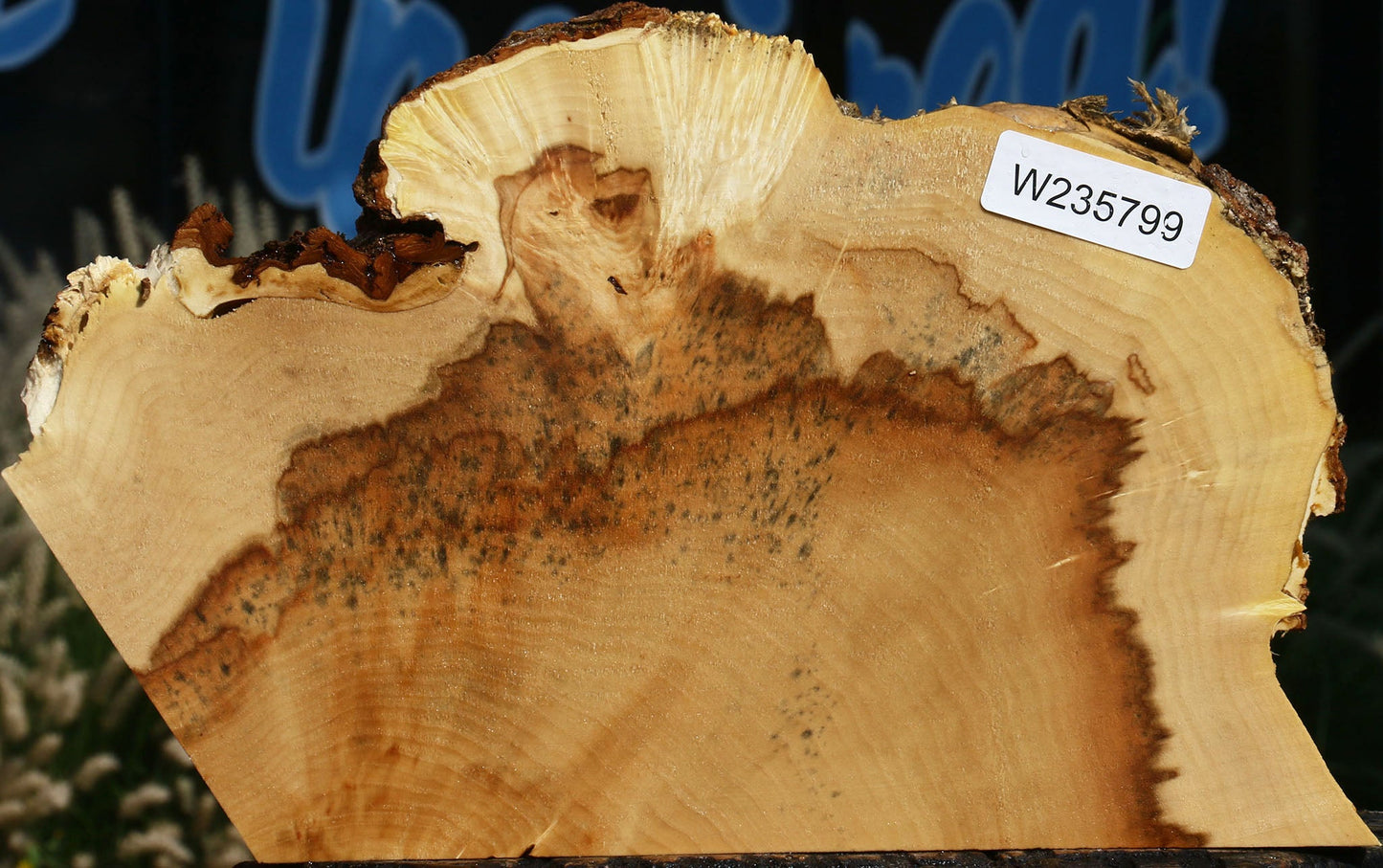 Extra Fancy Box Elder Slice