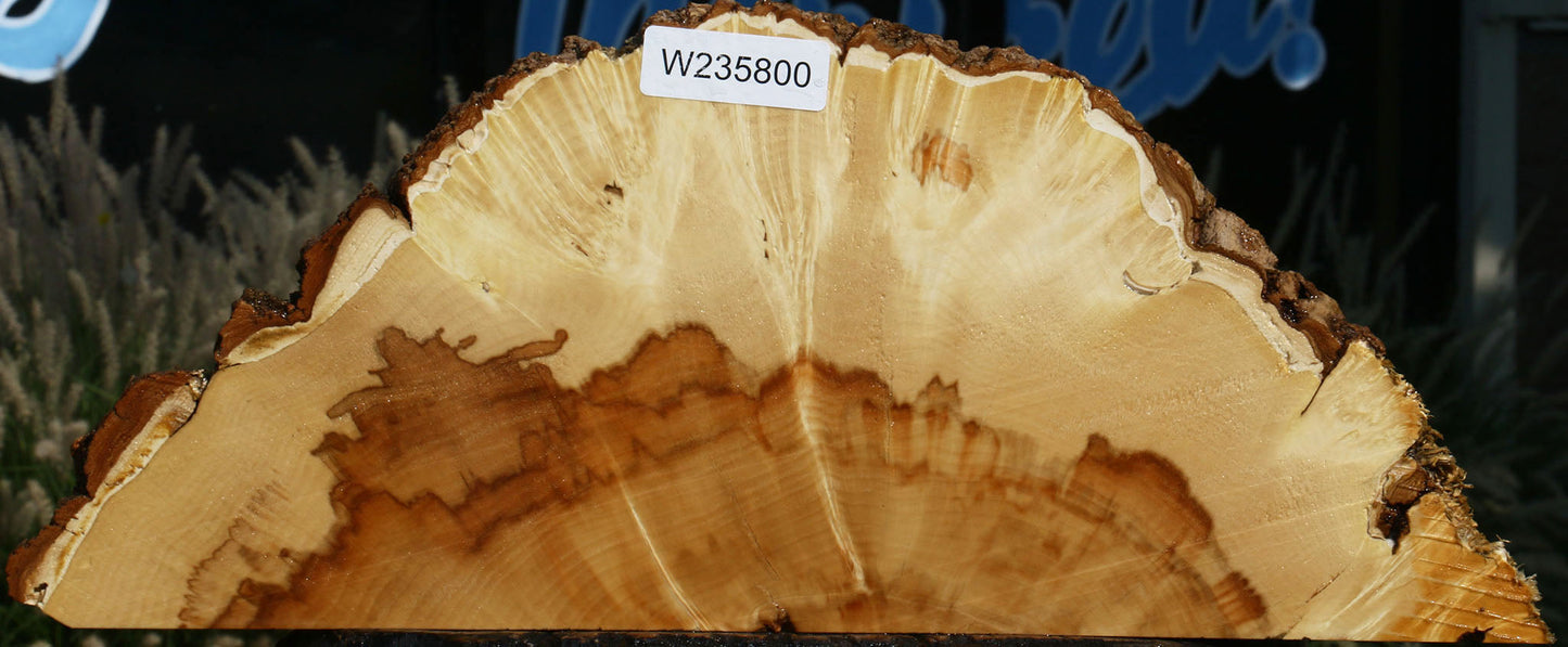 Box Elder Burl Slice