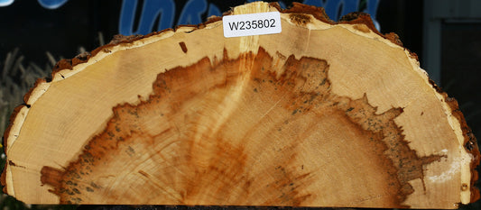 Box Elder Slice
