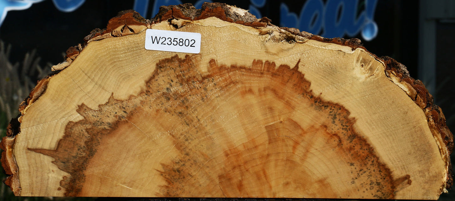 Box Elder Slice