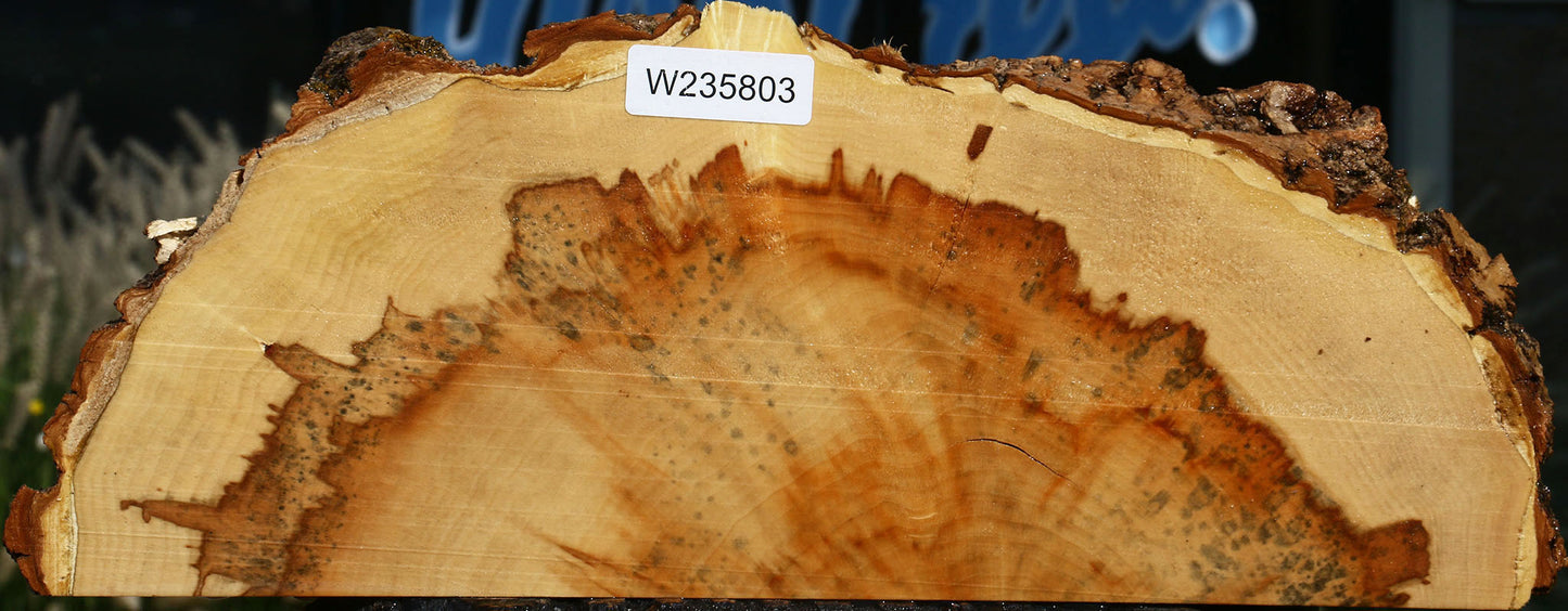 Extra Fancy Box Elder Slice