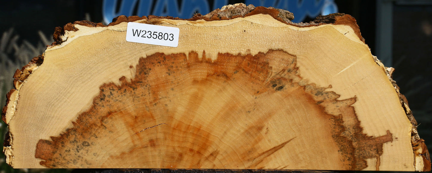 Extra Fancy Box Elder Slice
