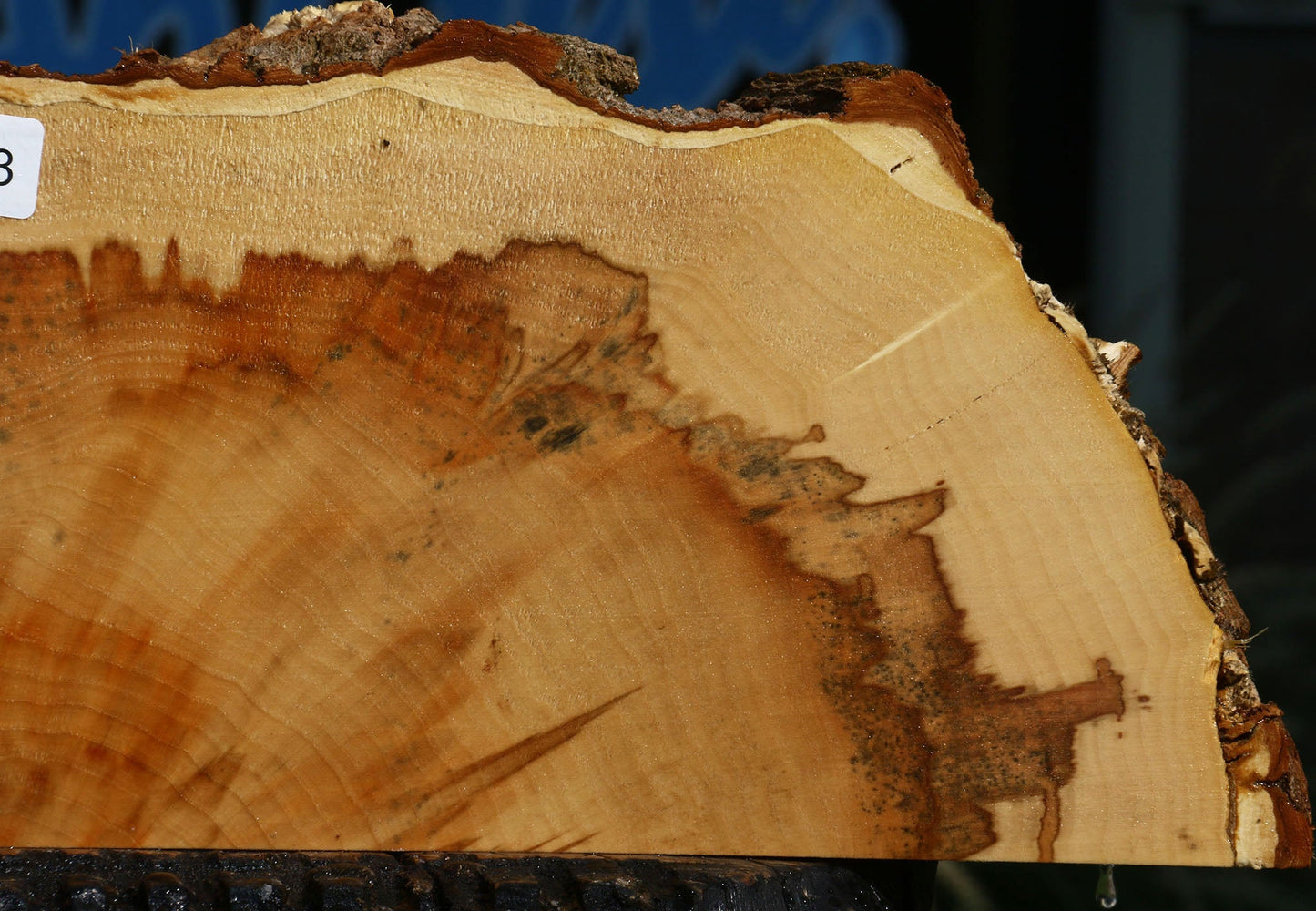 Extra Fancy Box Elder Slice