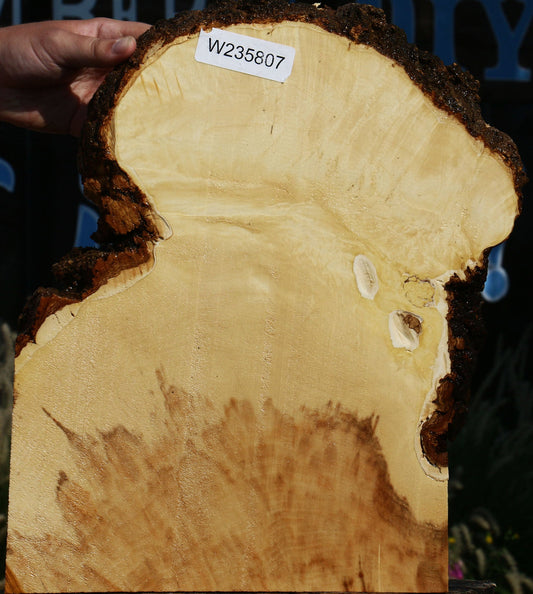 Extra Fancy Box Elder Slice