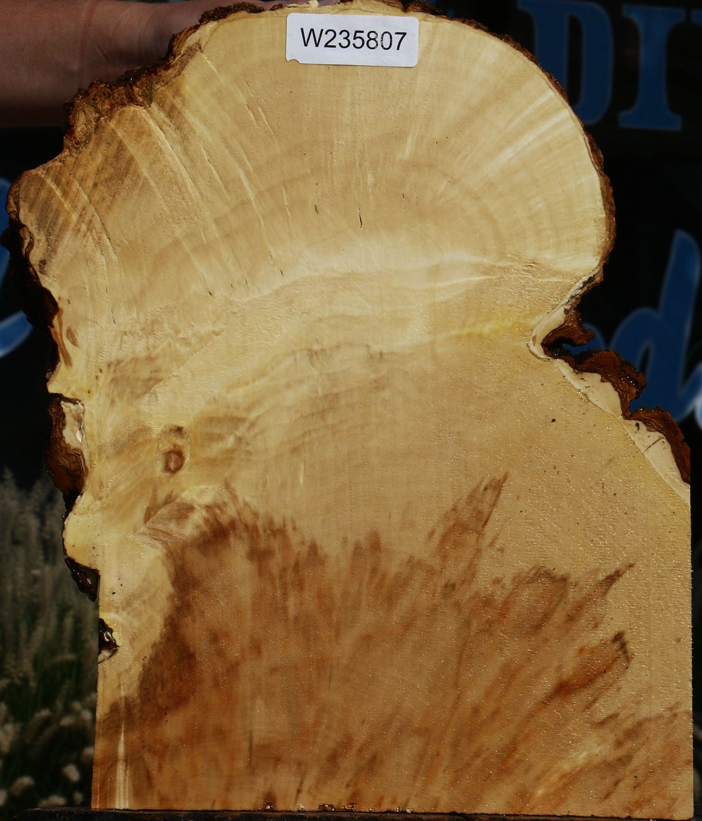 Extra Fancy Box Elder Slice