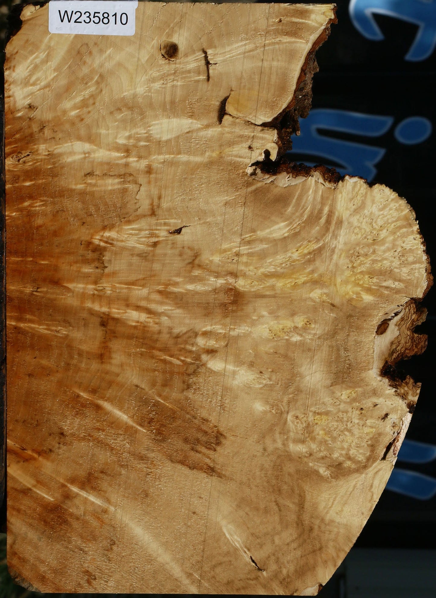 Box Elder Burl Slice