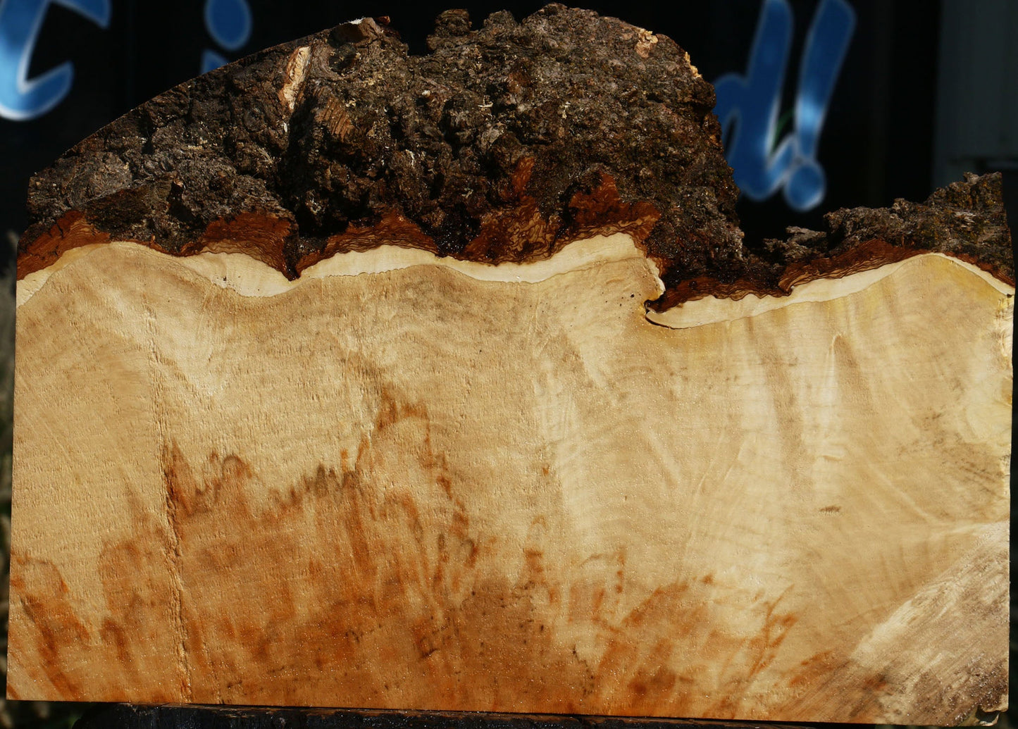 Box Elder Burl Slice