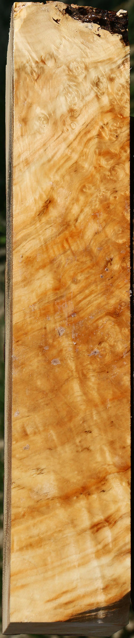 Box Elder Burl Slice