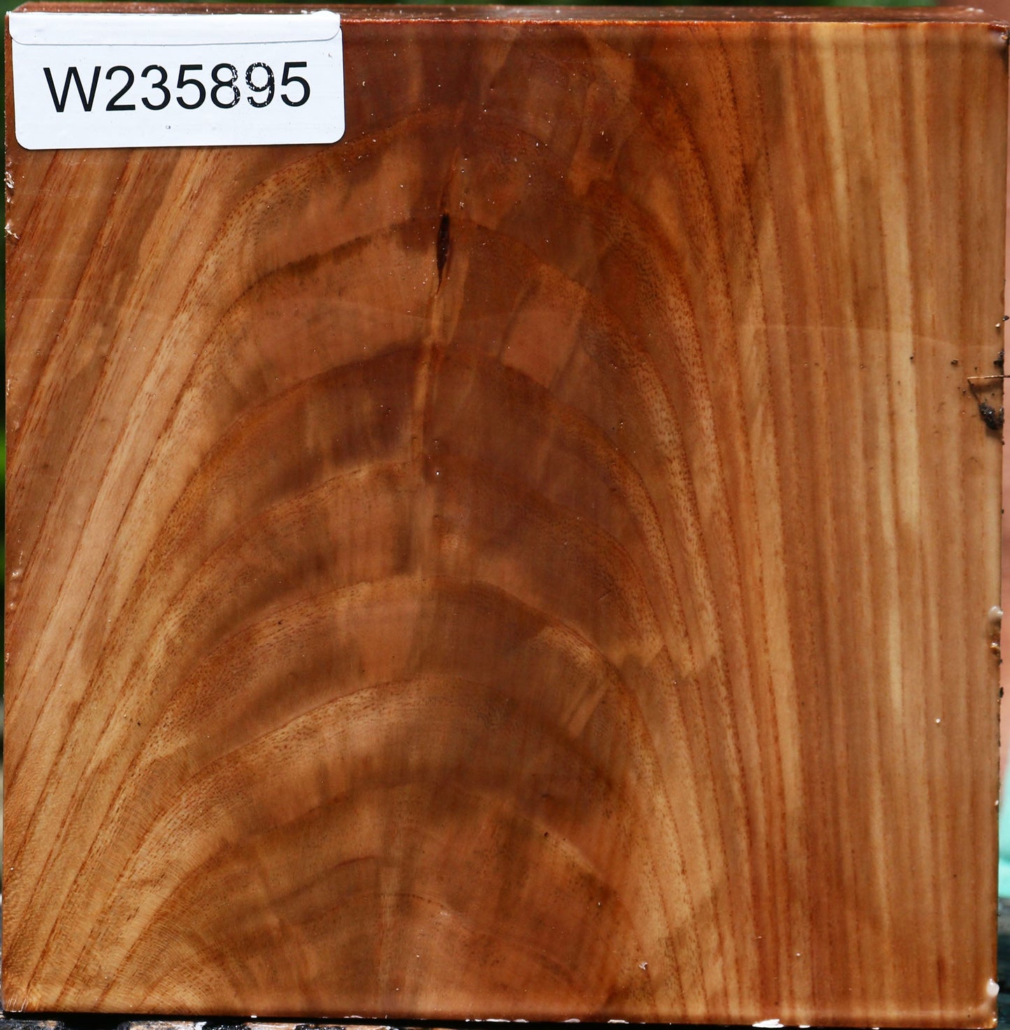 Extra Fancy Chinese Elm Bowl Blank