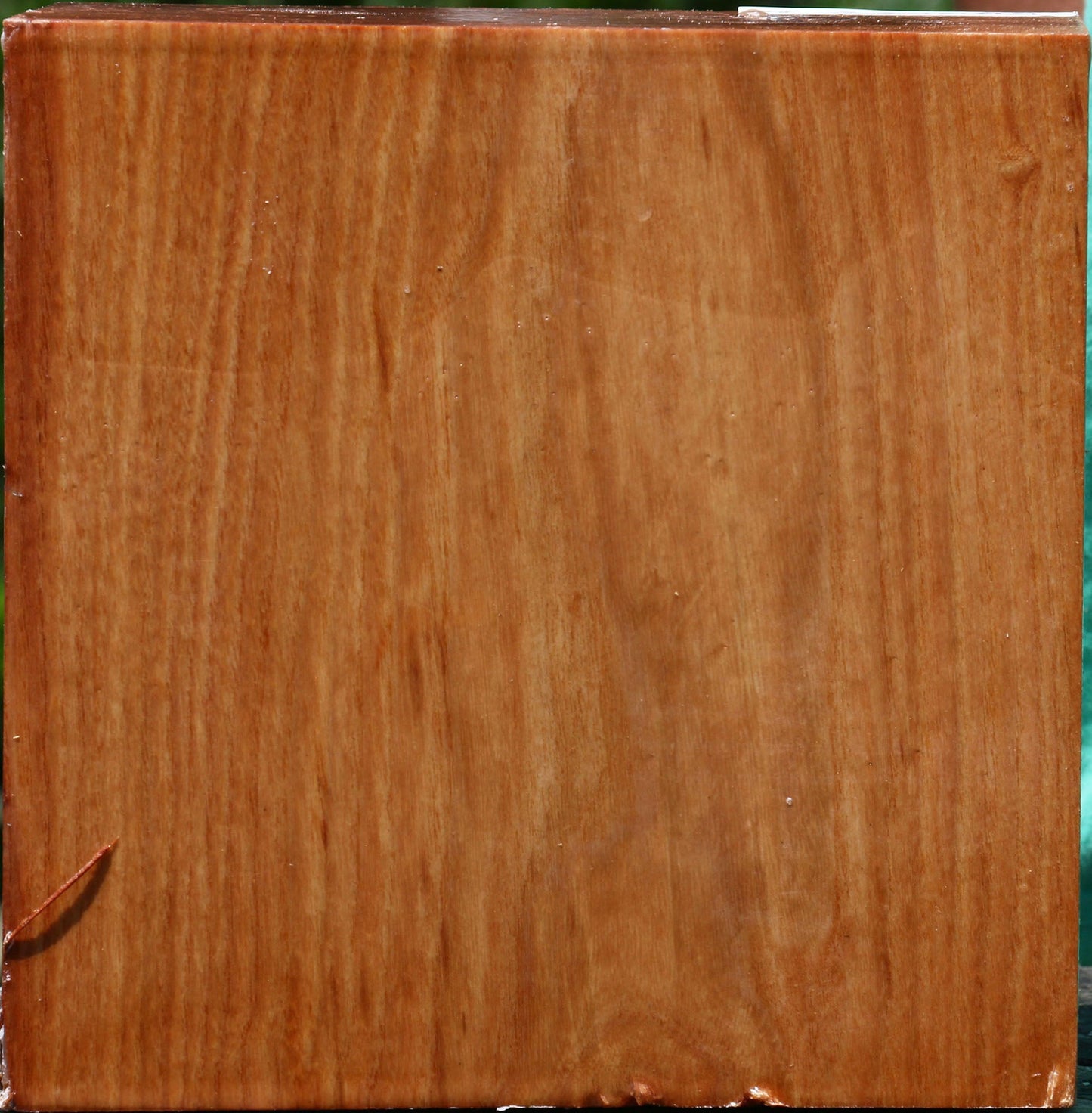 Extra Fancy Chinese Elm Bowl Blank