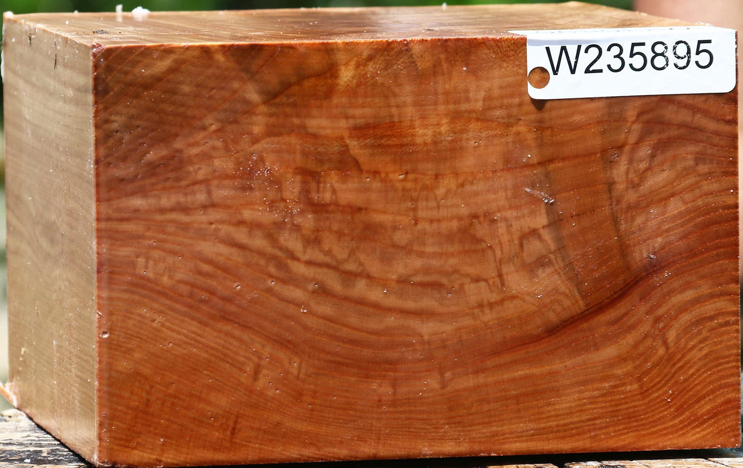 Extra Fancy Chinese Elm Bowl Blank