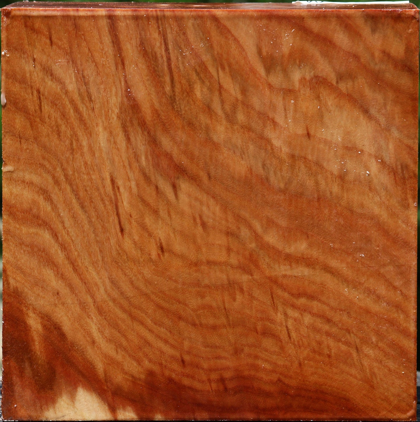 Extra Fancy Chinese Elm Bowl Blank