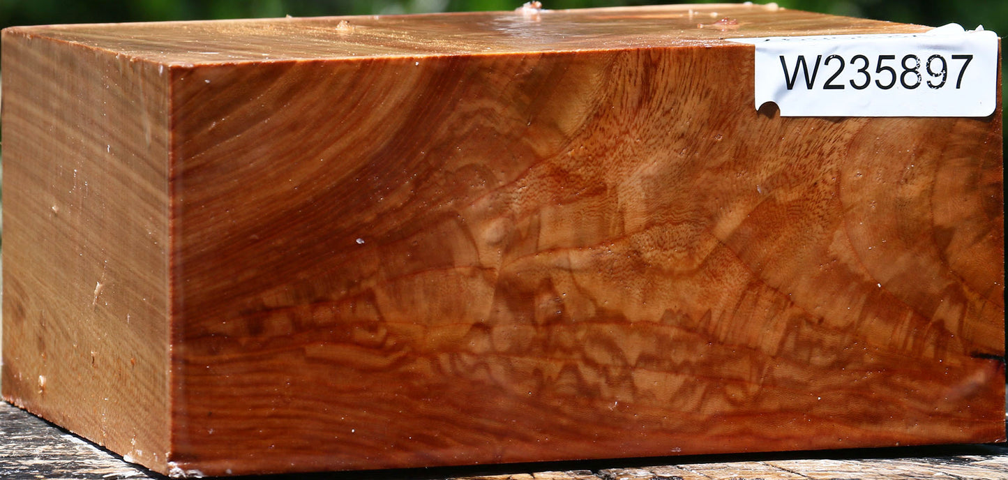 Extra Fancy Chinese Elm Bowl Blank