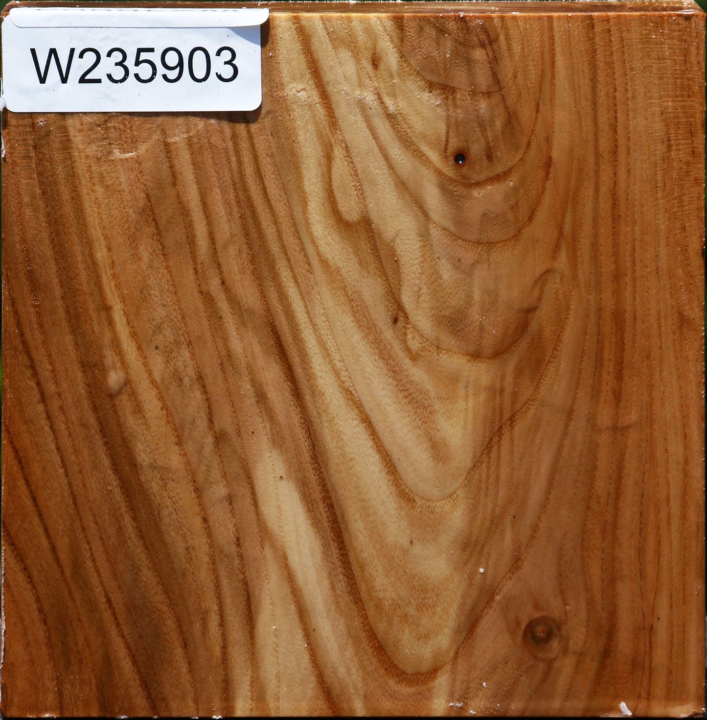 Figured Chinese Elm Bowl Blank