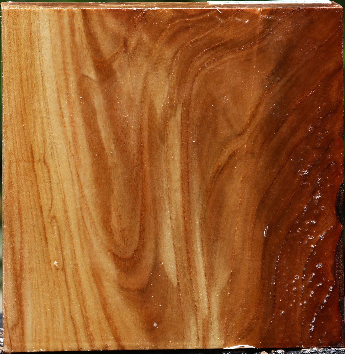 Figured Chinese Elm Bowl Blank