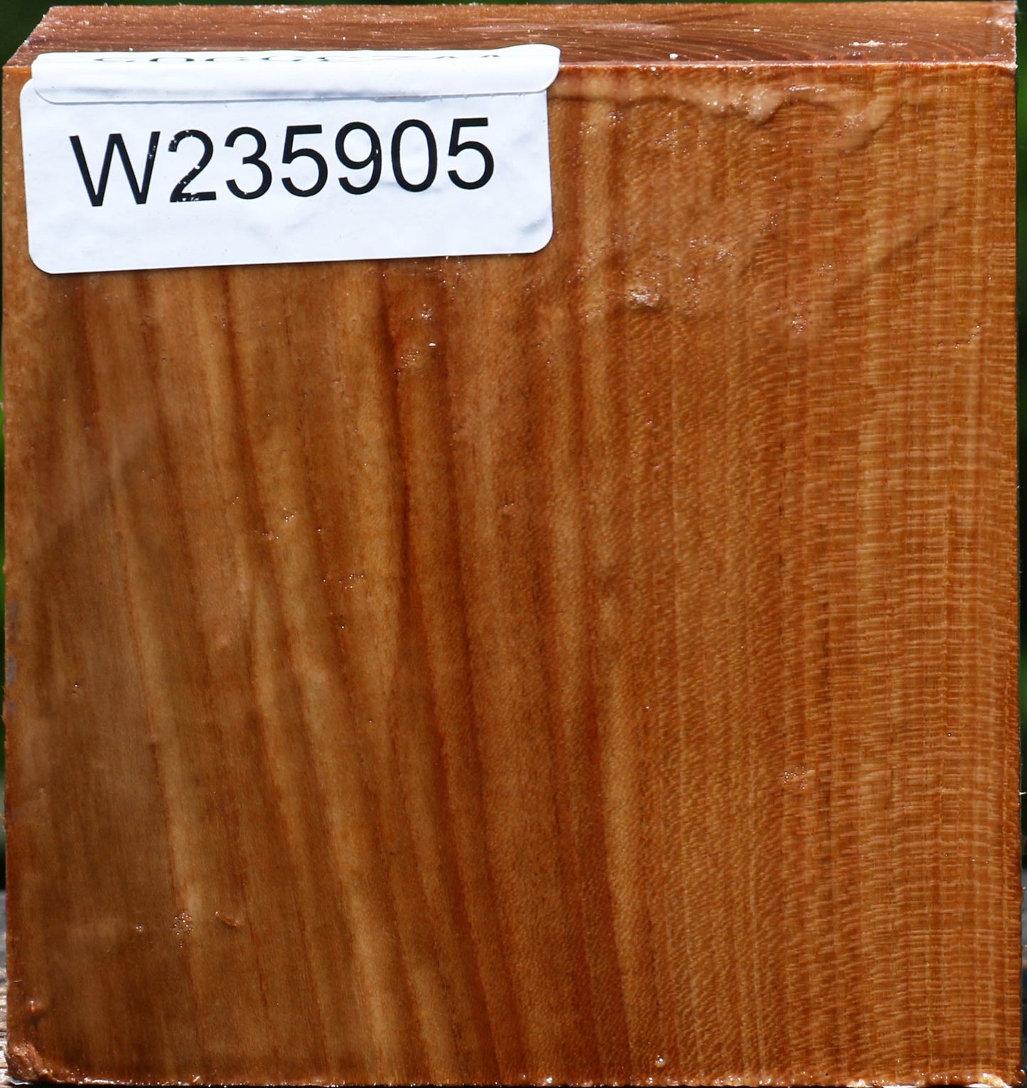 Chinese Elm Bowl Blank