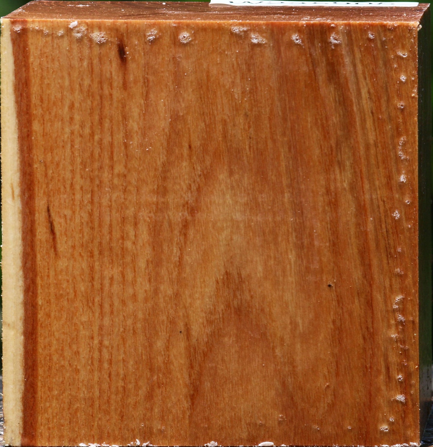 Chinese Elm Bowl Blank