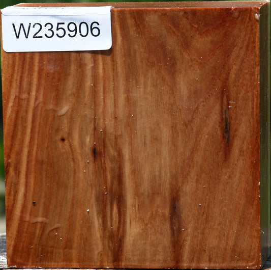 Chinese Elm Bowl Blank