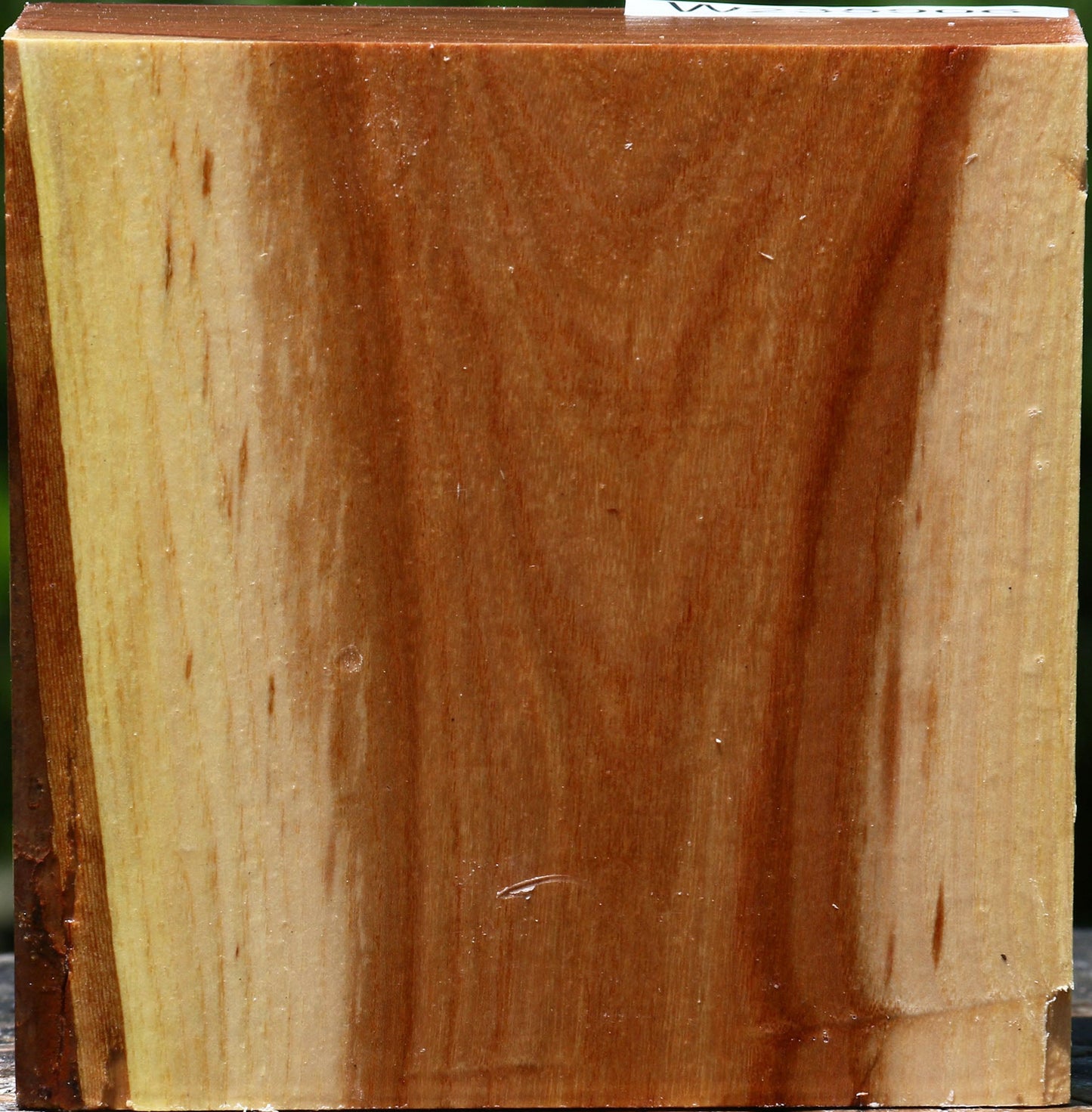 Chinese Elm Bowl Blank