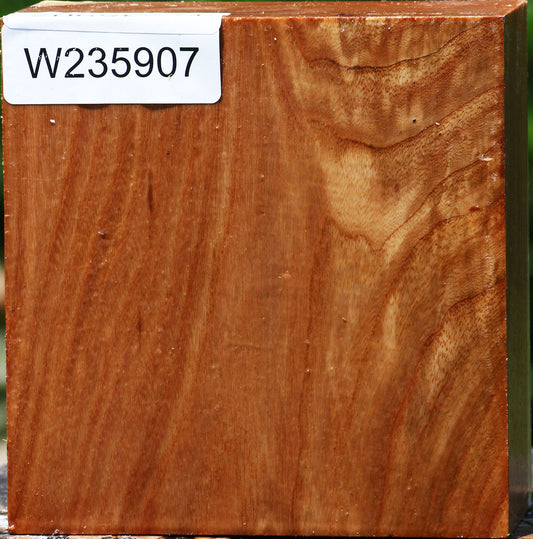 Chinese Elm Bowl Blank