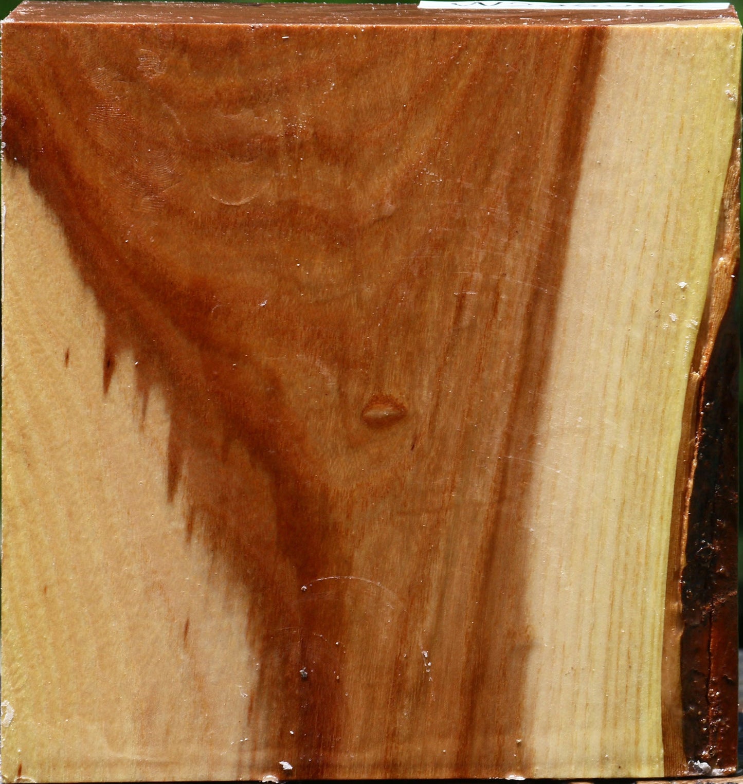 Chinese Elm Bowl Blank