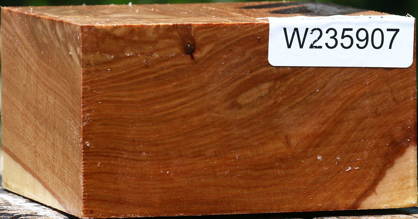 Chinese Elm Bowl Blank