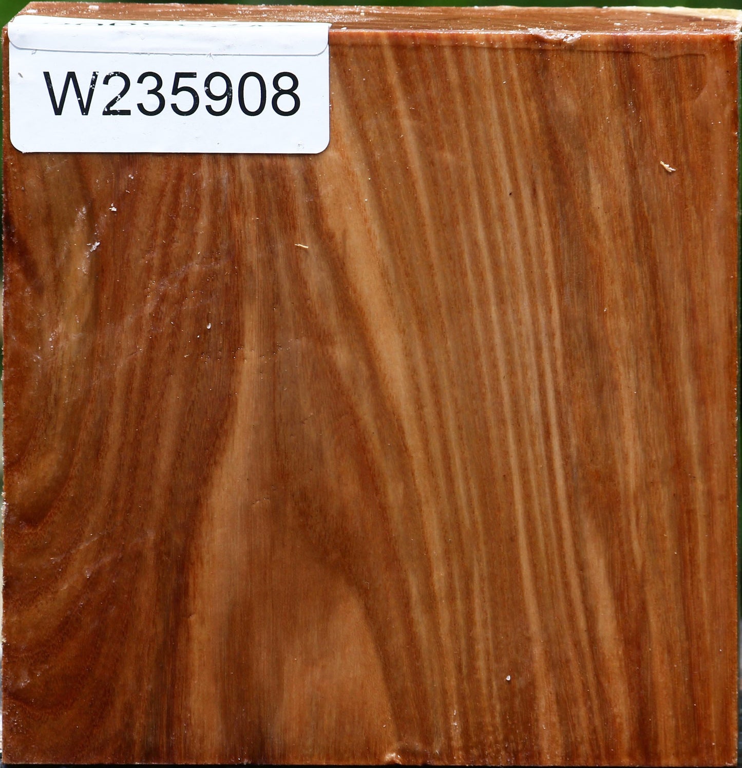 Chinese Elm Bowl Blank