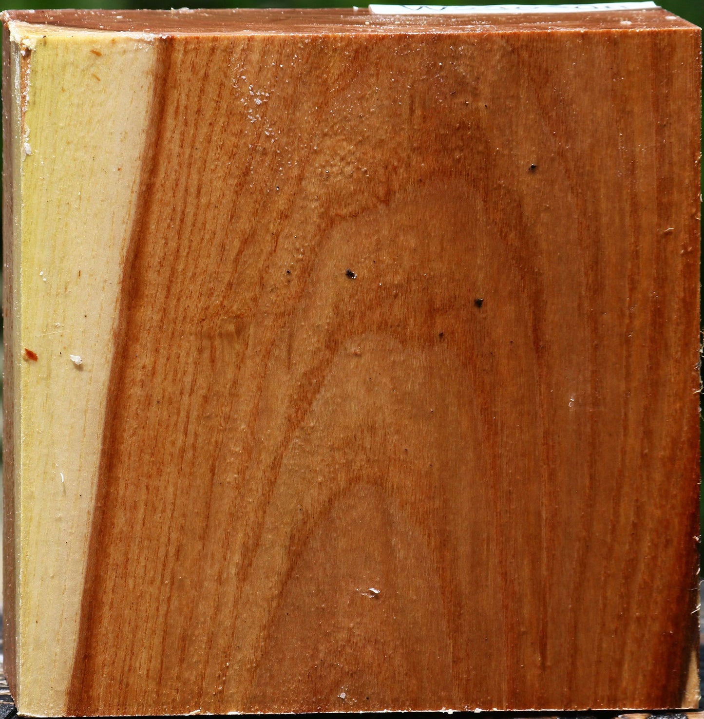 Chinese Elm Bowl Blank