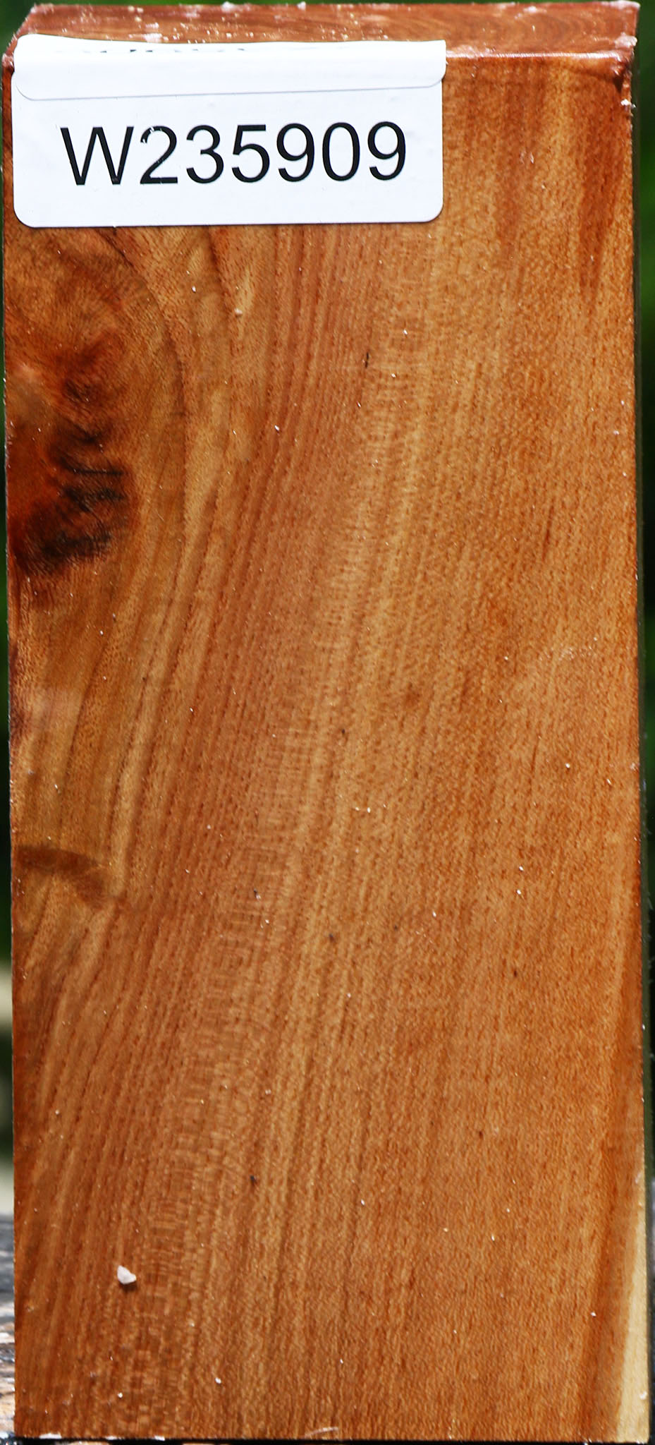 Chinese Elm Turning Square