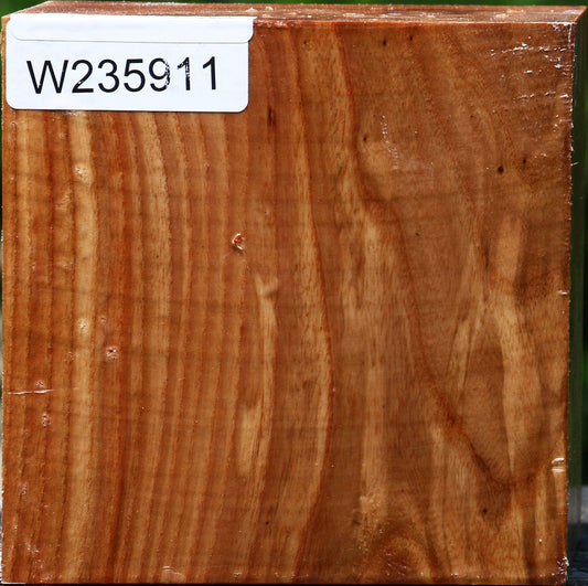 Chinese Elm Bowl Blank