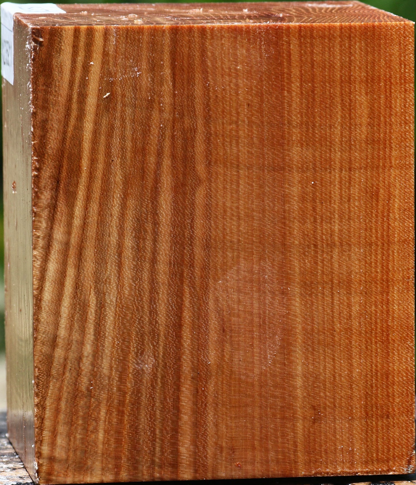 Chinese Elm Bowl Blank