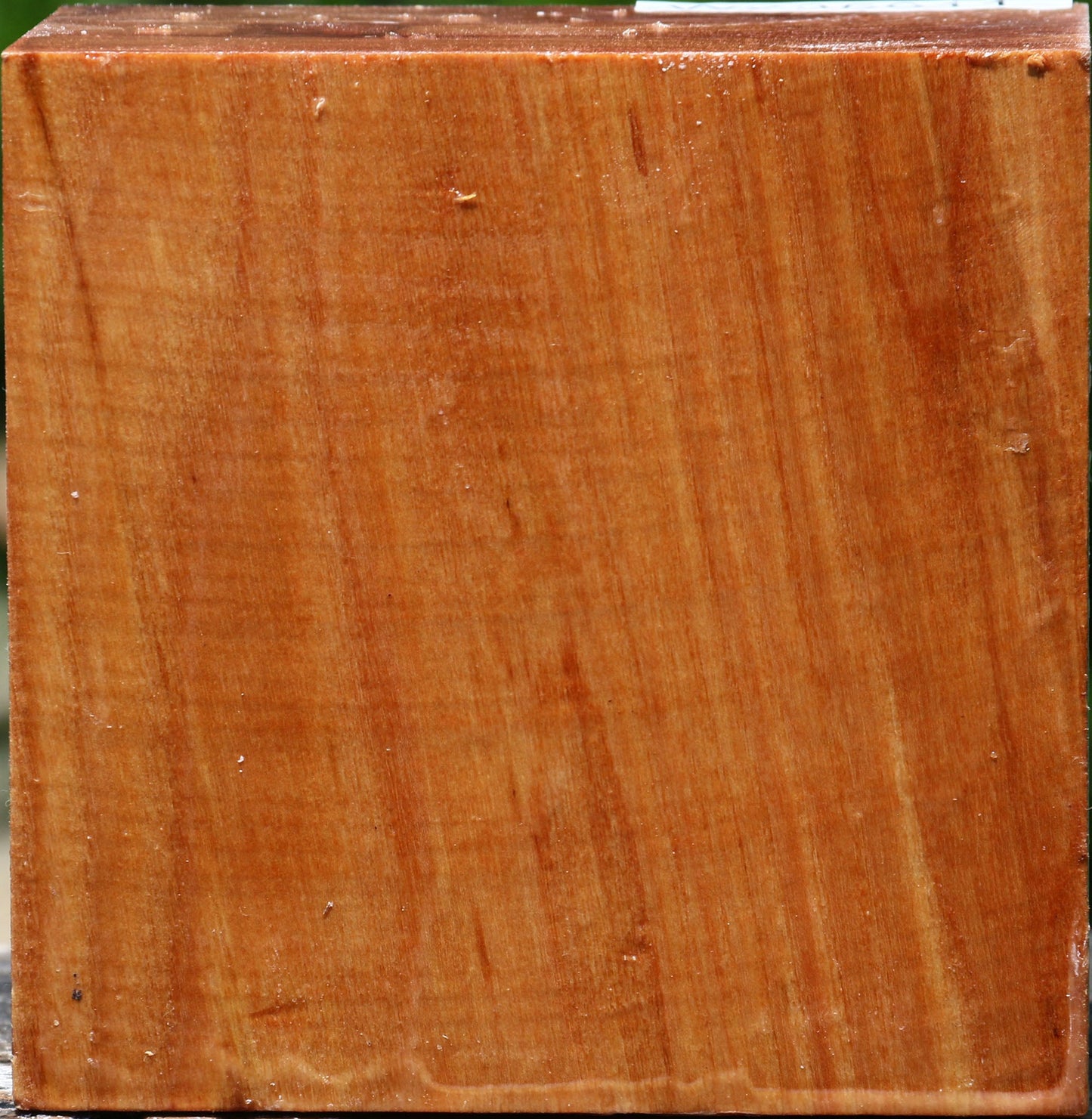 Chinese Elm Bowl Blank