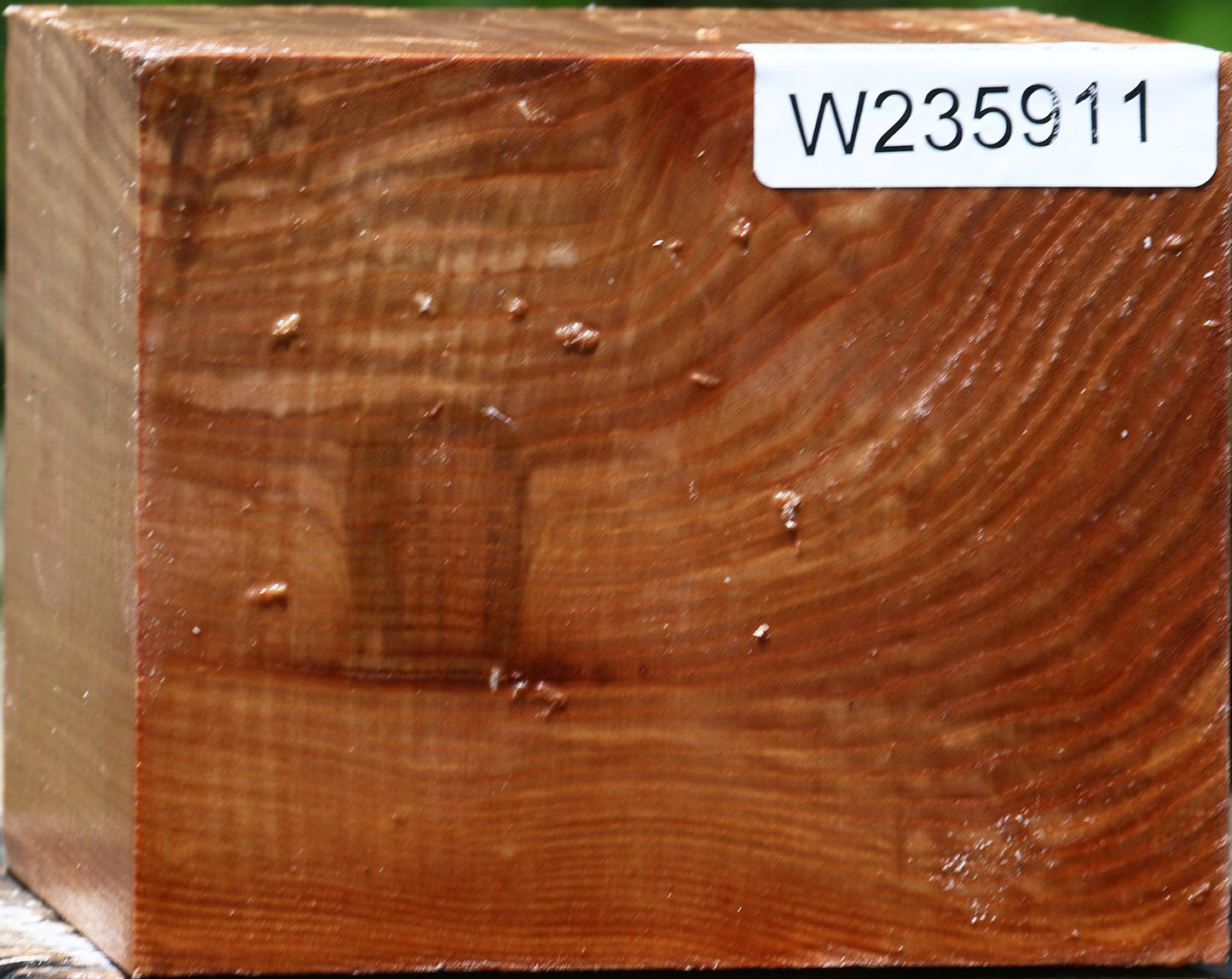 Chinese Elm Bowl Blank