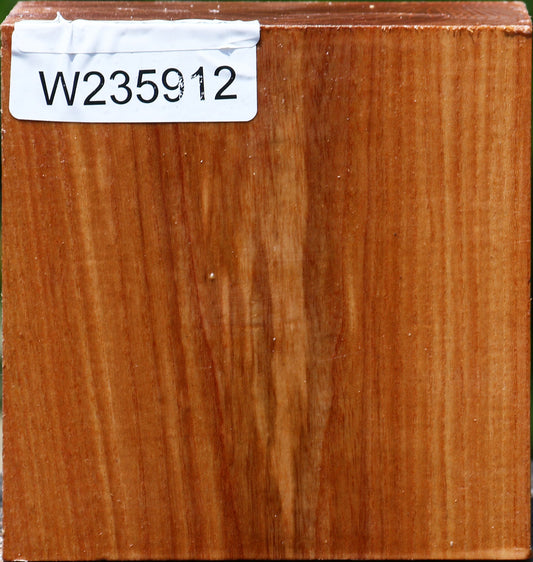 Chinese Elm Bowl Blank