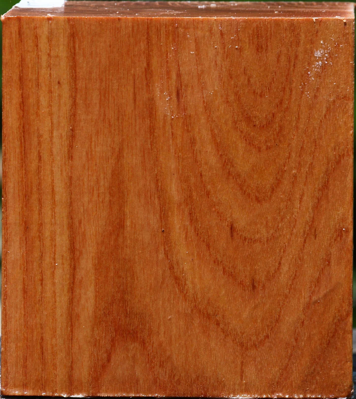 Chinese Elm Bowl Blank