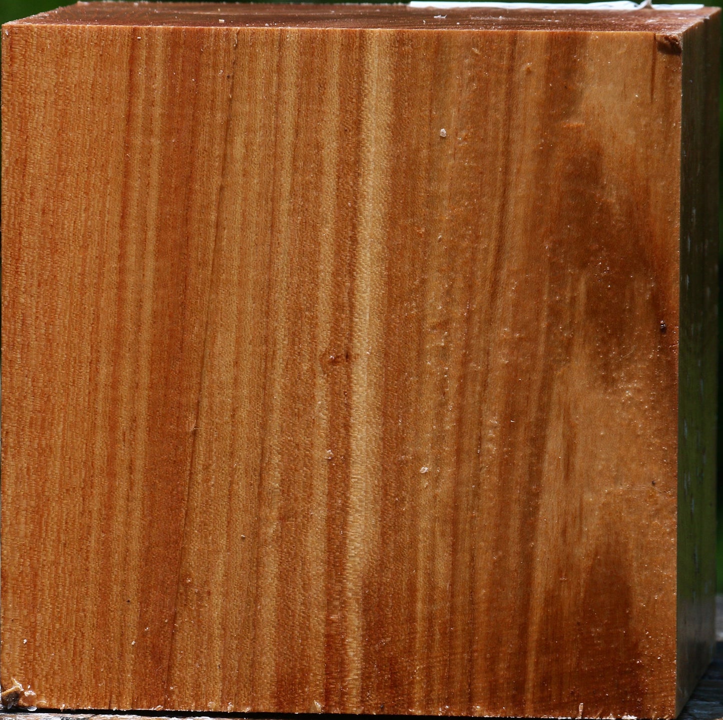 Chinese Elm Bowl Blank