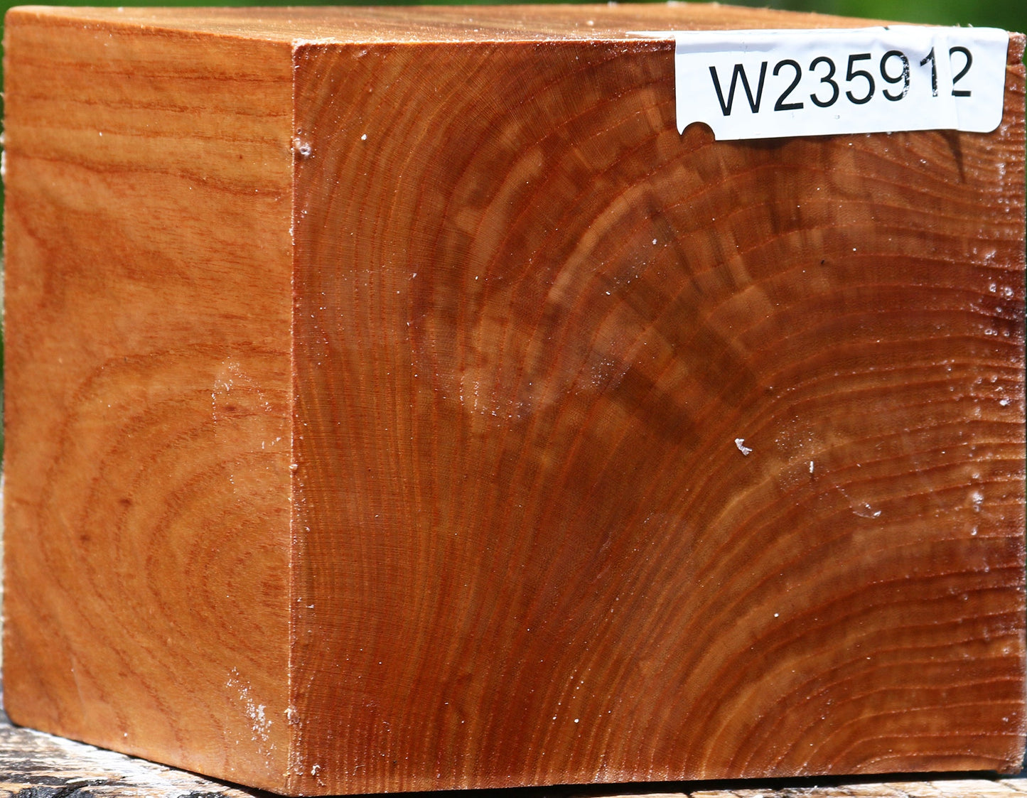 Chinese Elm Bowl Blank