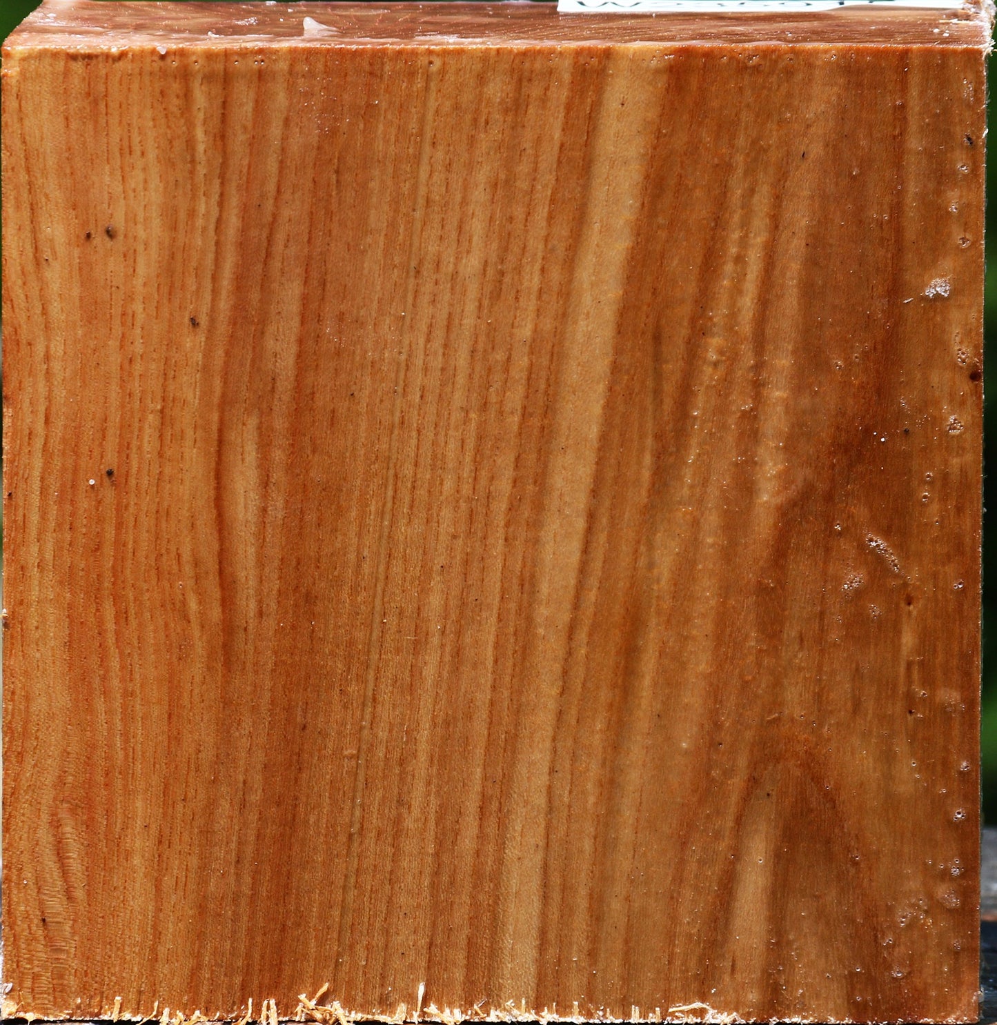 Chinese Elm Bowl Blank